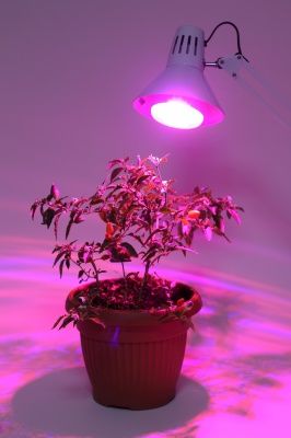 ЭРА FITO-16W-RB-E27-K Фитоламп. для растений светод-ная красно-синего спектра (1 / 12 / 36)